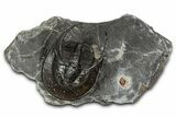 Detailed Scotoharpes Trilobite - Boudib, Morocco #344465-2